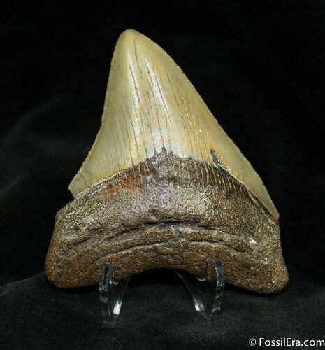 Great Megalodon Tooth #949
